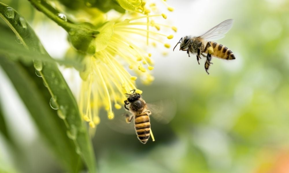 How Honey Bees Help The Environment