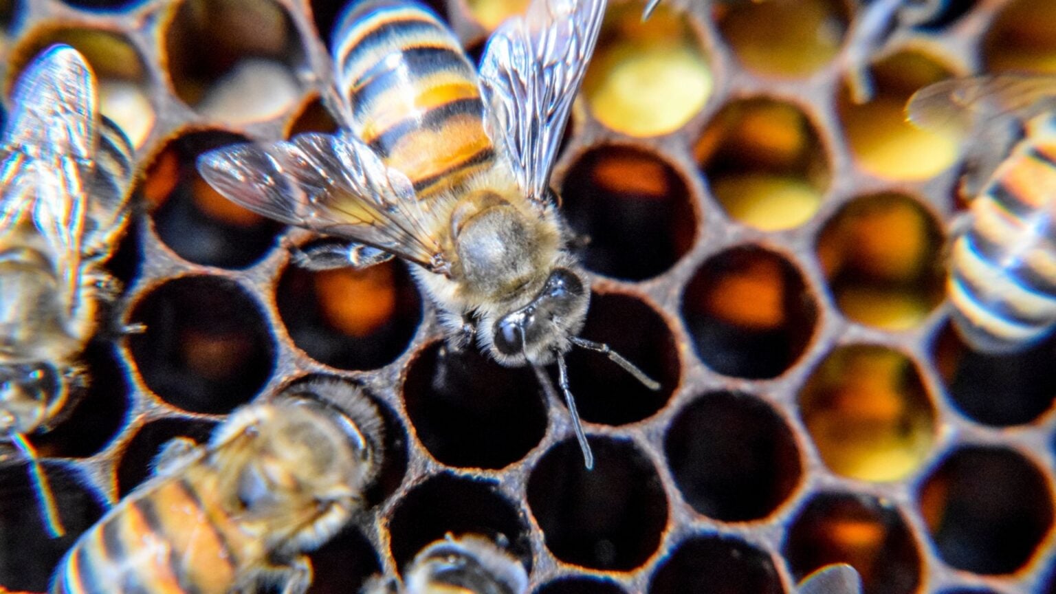 A Day in the Life of a Honey Bee