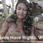 Photo credit: Satipo and Nauta municipalities are the first in Peru to grant legal rights to stingless bees. Photograph: Miryan Delgado/Handout.