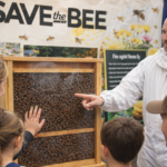 A demonstration hive is an interactive and safe way to engage with bees, explore the hive and even see the Queen Bee!