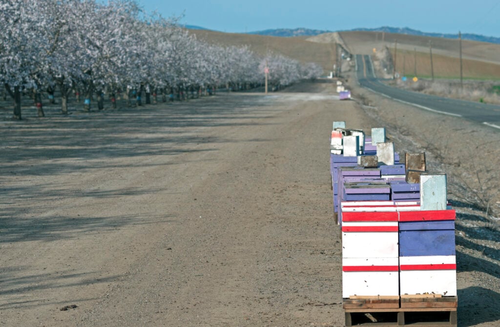 I-5 and Almond fields lined with beehives