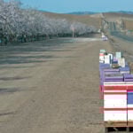 I-5 and Almond fields lined with beehives