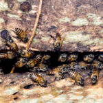 bees gather at the opening of a hive