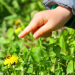 a child points to a honeybee on a dandelion
