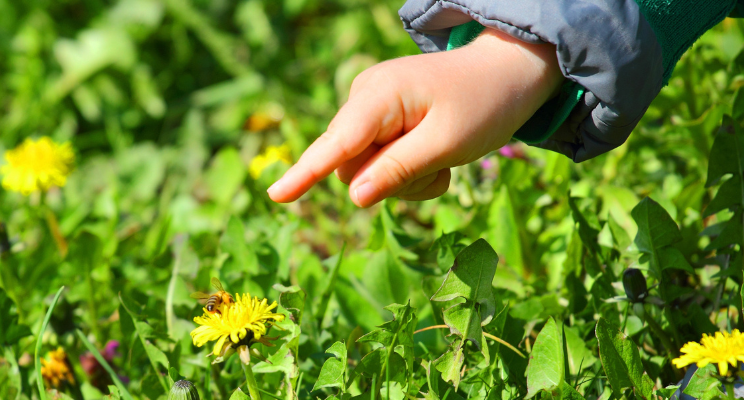a child points to a honeybee on a dandelion