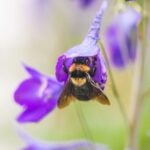 A macro shot of a bumblebee