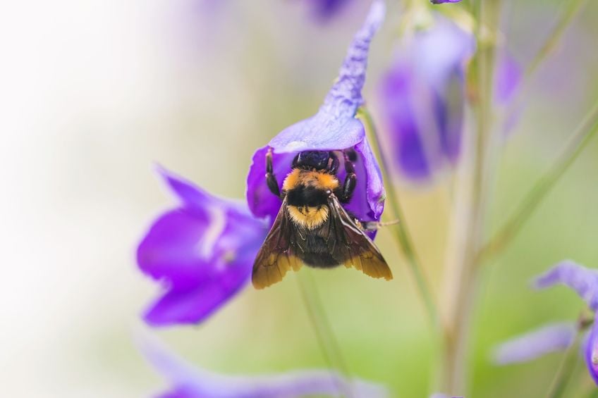 A macro shot of a bumblebee