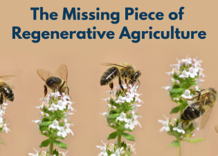 Pollinators are crucial to regenerative agriculture.