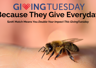 The Bee...The Beekeeper, Giving Everyday