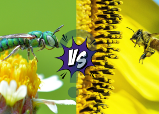 HoneyBee VS_ (680 x 340 px)-2