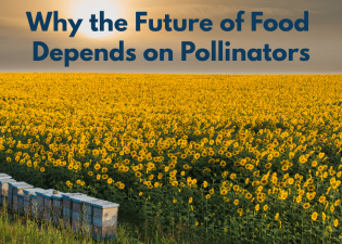 Pollination supports 70-80% of our ag.