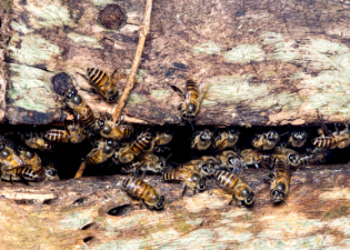 bees gather at the opening of a hive